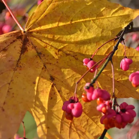 Oase Berta Apart Otel Bad Aussee