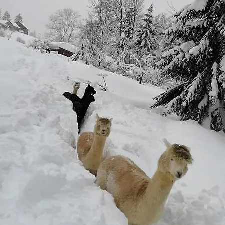 Oase Berta Apart Otel 3*